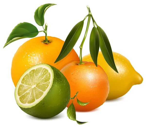 Vector citrusvruchten. — Stockvector