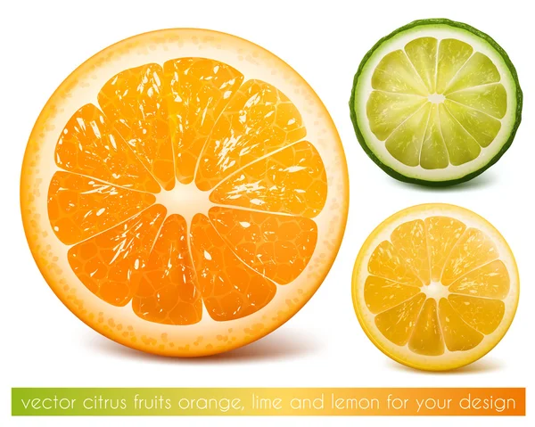 Vektor citrusfélék. — Stock Vector