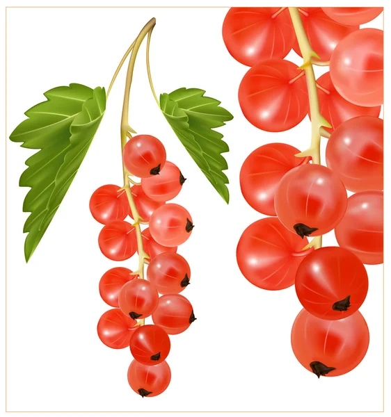 Red ripe currant cluster with green leaves. — Stock Vector