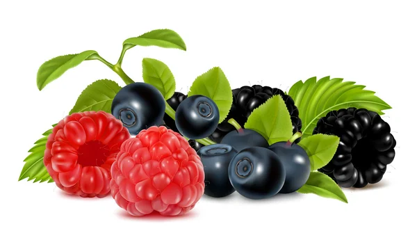 Forest berries. — Stock Vector