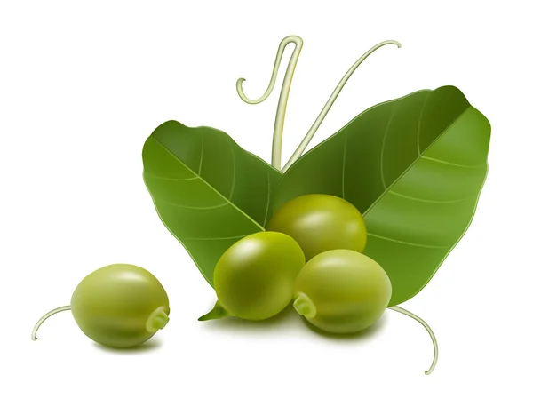 緑のエンドウ豆. — ストックベクタ