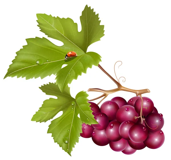 Grape cluster with green leaves. — Stock Vector