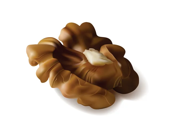 Vector. Kernel of walnut nut. — Stock Vector