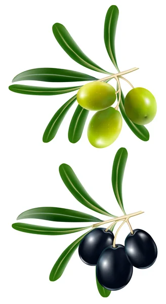 Grüne und schwarze Oliven mit Blättern. — Stockvektor