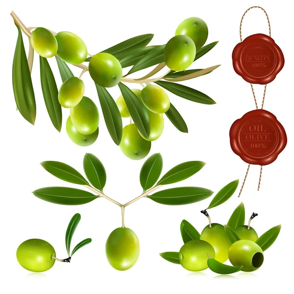 Aceitunas verdes con hojas . — Vector de stock