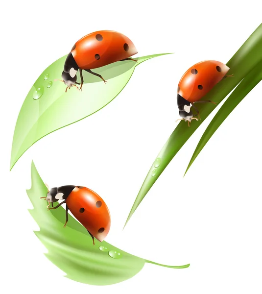 Ladybird on leaf and grass with water drops. — Stock Vector