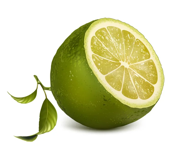 Vector fresh lime — Stock Vector