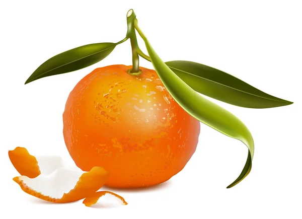 Friss mandarin, zöld levelekkel. — Stock Vector