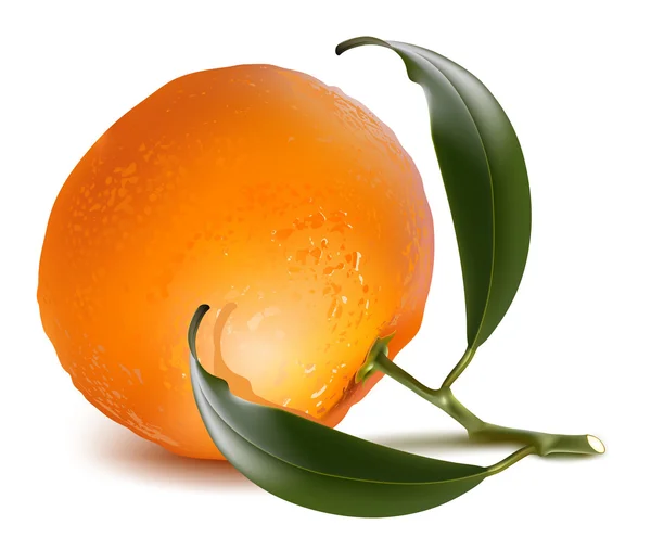 Mandarino fresco con foglie verdi . — Vettoriale Stock