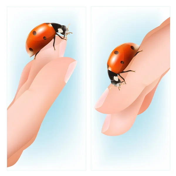 Ladybird eller üzerinde. — Stok Vektör
