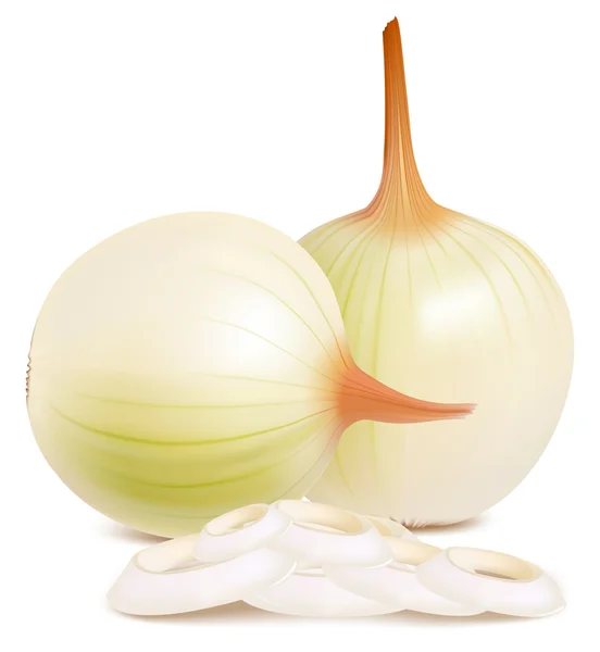 Photorealistic vector of onion. — Stock Vector