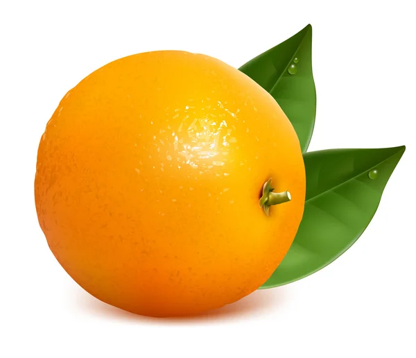 Orange mûre fraîche — Image vectorielle