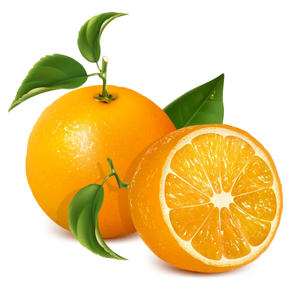 Vetor de laranjas maduras frescas com folhas — Vetor de Stock
