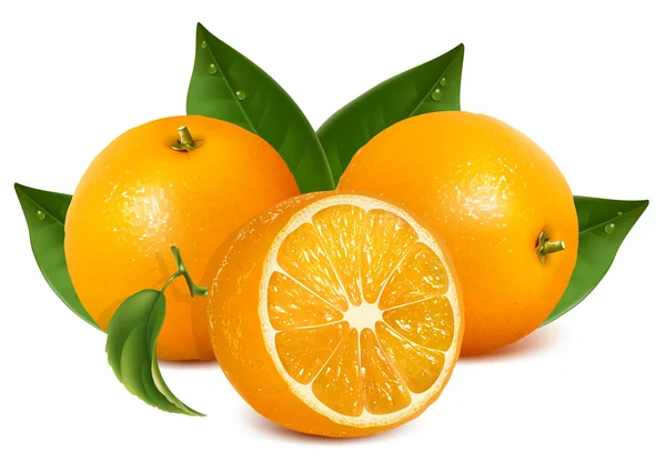 Vektör yaprak taze olgun portakal — Stok Vektör