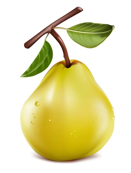 Mogna päron med vattendroppar. — Stock vektor