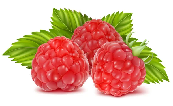 Vector illustration of ripe raspberries. — Stock Vector