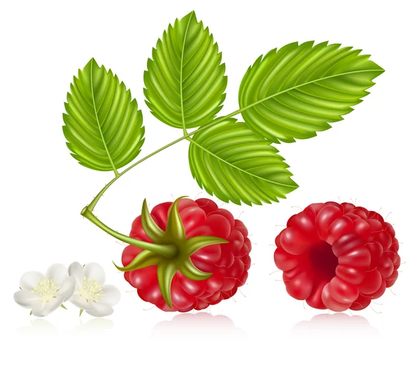 Ilustración vectorial de frambuesa madura con hojas verdes y flores . — Vector de stock