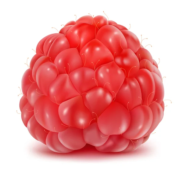 Raspberry matang - Stok Vektor