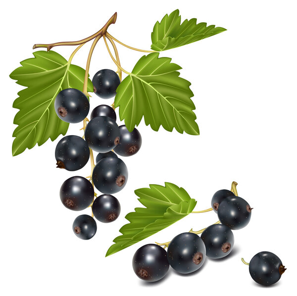 Black currant cluster with green leaves