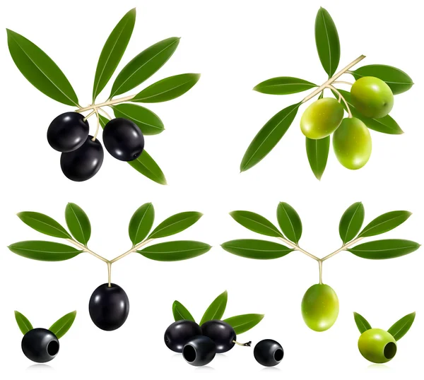 stock vector Green and black olives with leaves.