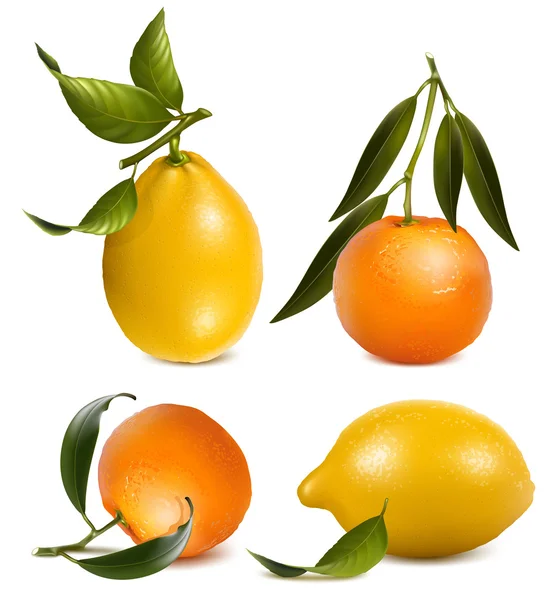 Mandarini vettoriali e limoni con foglie . — Vettoriale Stock