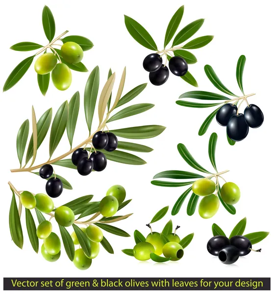 Green and black olives with leaves — Stock Vector