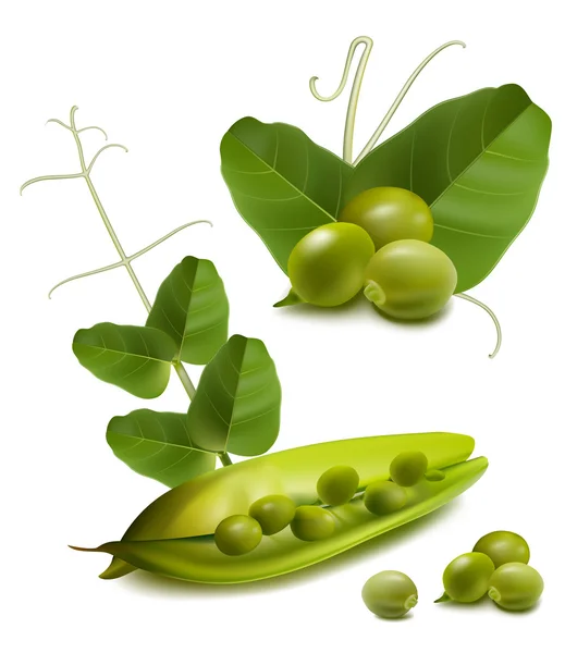 Vector green ripe peas with leaves — Stock Vector