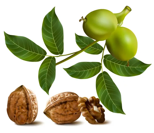 Nueces circasianas con hojas y rama de nuez verde — Vector de stock