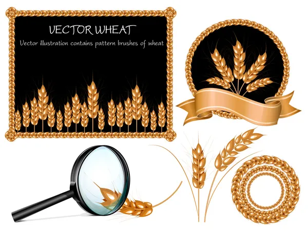 Kolekcja uszy wektor pszenicy — Wektor stockowy