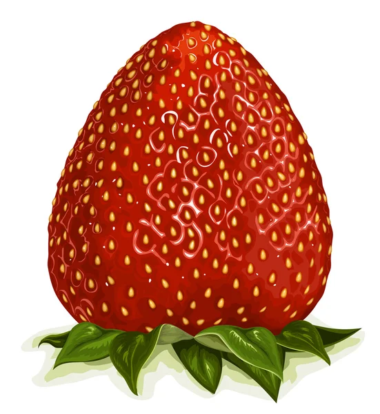 Erdbeere. — Stockvektor