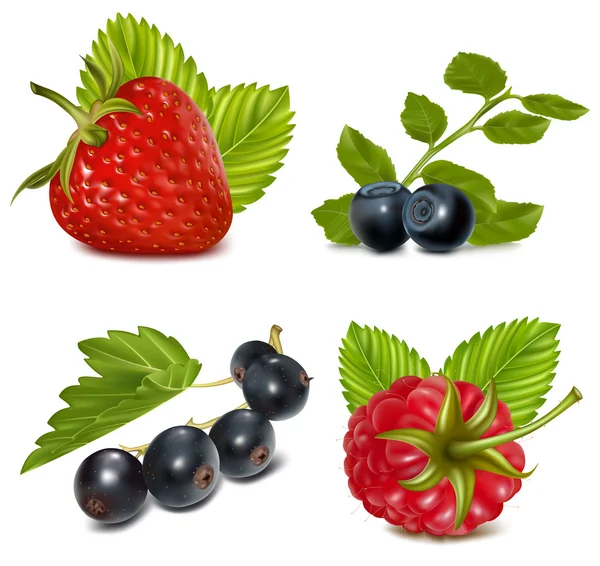 Set of berries with leaves. — Stock Vector