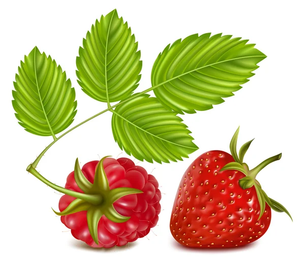 Erdbeere und Himbeere mit Blättern. — Stockvektor