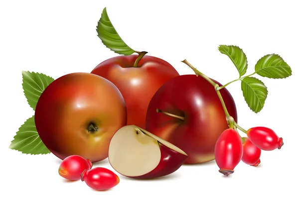 Czerwony dojrzałe jabłka i rose hip — Wektor stockowy