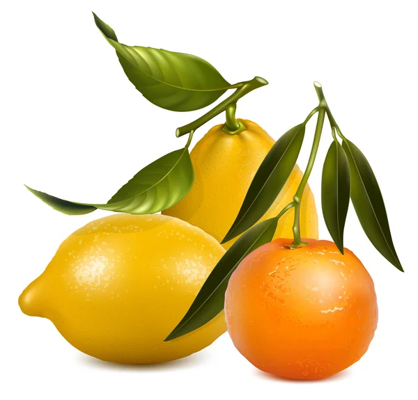 Mandarina vetorial e limões com folhas . —  Vetores de Stock