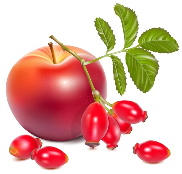 Röda mogna äpplen och nypon (dog rose hips). — Stock vektor