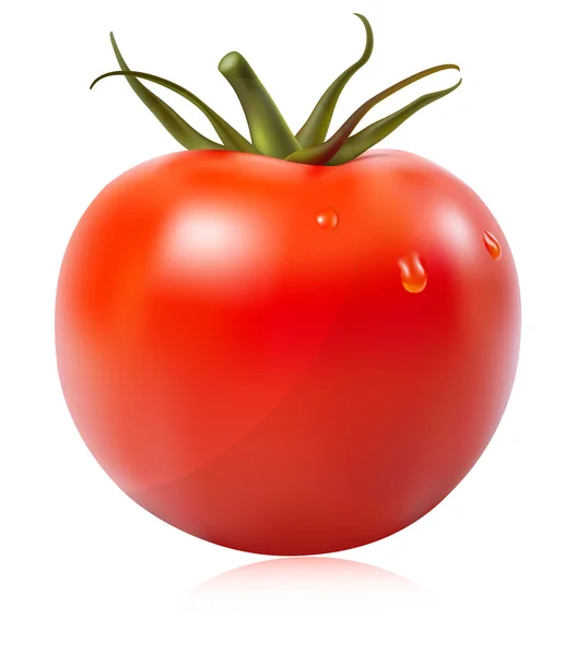 Tomate avec gouttes d'eau . — Image vectorielle