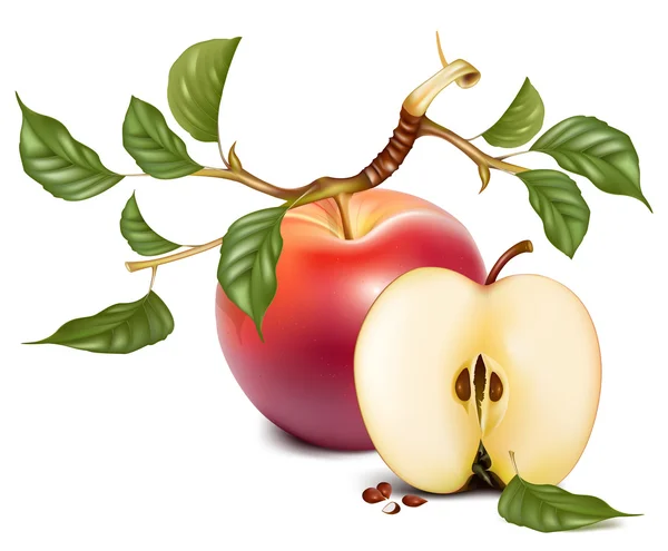 Érett piros alma, zöld levelekkel. — Stock Vector