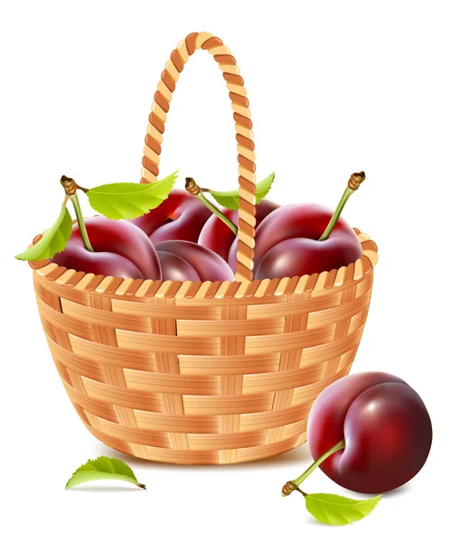 Ripe plums in the basket. — Stock Vector