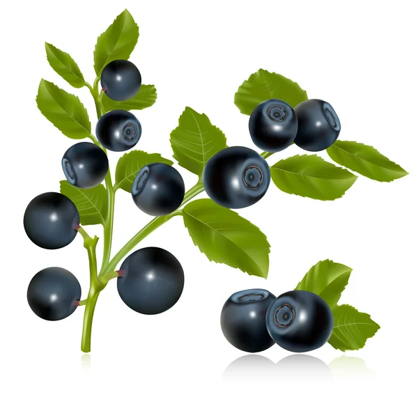 Blueberry met bladeren — Stockvector