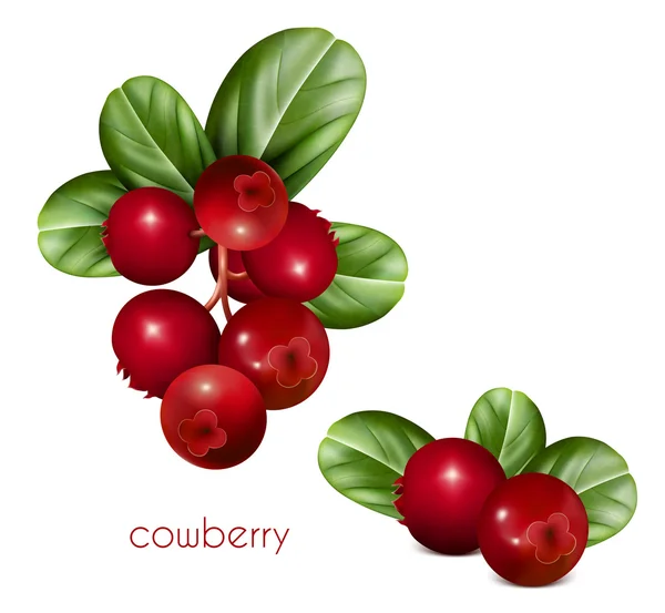 Cowberries with leaves. — Stock Vector