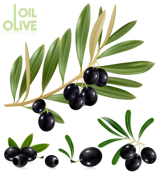 Черные оливки с листьями . — стоковый вектор