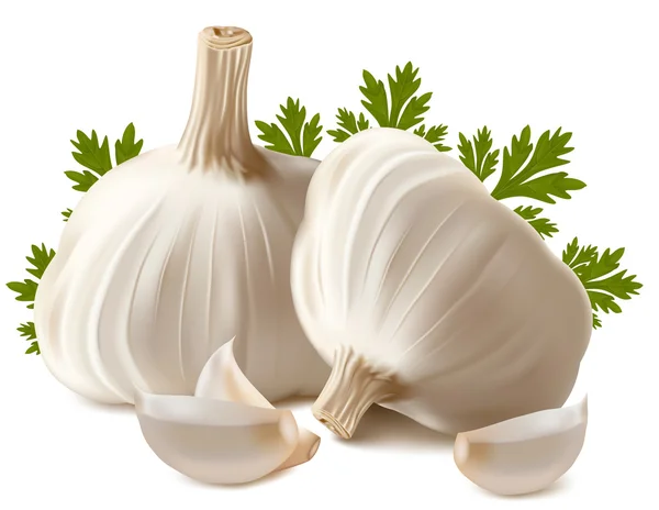 Garlic with parsley — Stock Vector