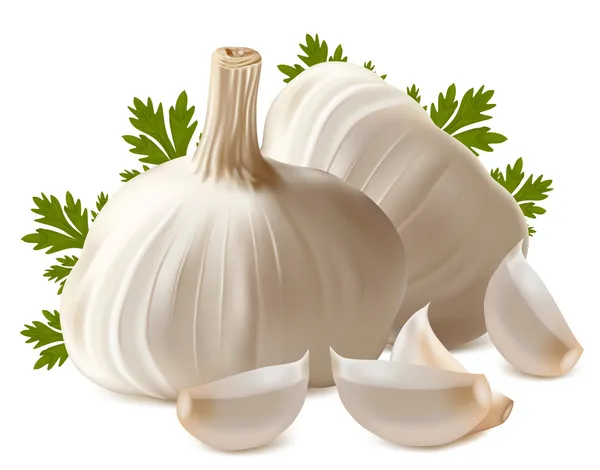 Garlic with parsley — Stock Vector