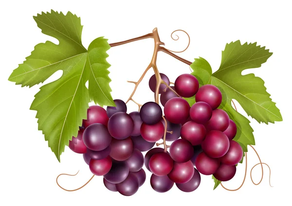 Conjunto de uvas com folhas verdes — Vetor de Stock