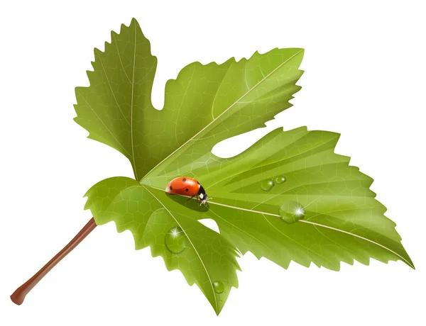 Uğur böceği üzerinde su ile yaprak düşer — Stok Vektör