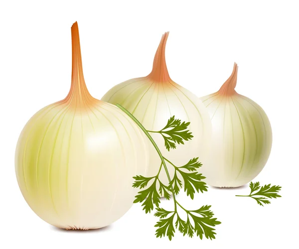 Photorealistic vector of onion and parsley. — Stock Vector