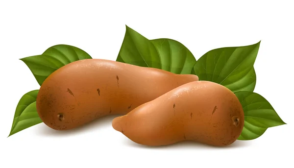 Sweet potato with leaves. — Stock Vector