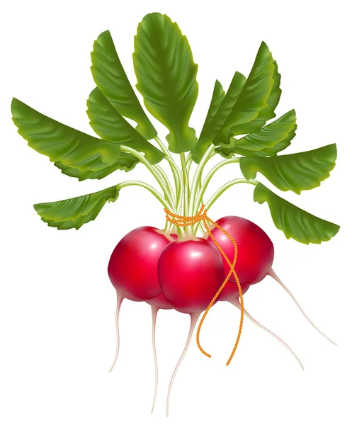 Fresh delicious radish bunch — Stock Vector