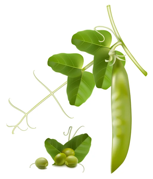 Pois mûrs vert vecteur avec feuilles — Image vectorielle