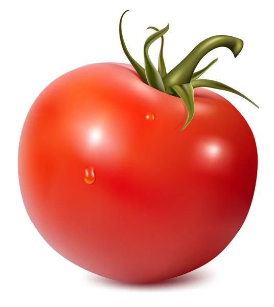 Tomat med vattendroppar — Stock vektor